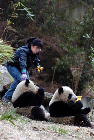 去台湾的熊猫宝贝-贴图专区-合众外贸论坛-外