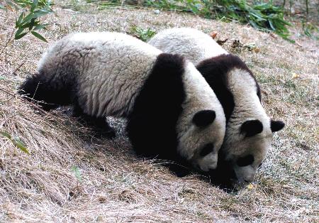 去台湾的熊猫宝贝-贴图专区-合众外贸论坛-外