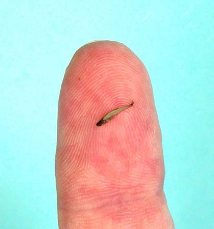 世界最小脊椎动物:身长7.9毫米的鱼(组图)