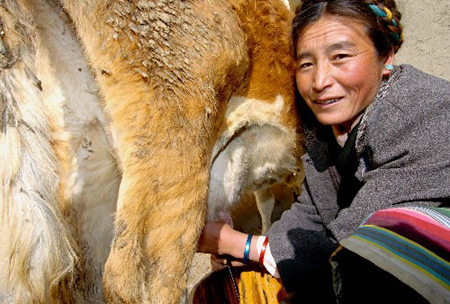 养牛业为西藏农牧民致富的重要途经(组图)