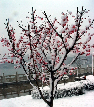 雪映梅花