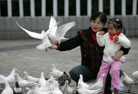 图文:市民带着孩子正在开心地逗玩着鸽子