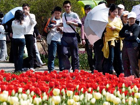 图文:游客在沈阳世博园内的荷兰园观赏郁金香