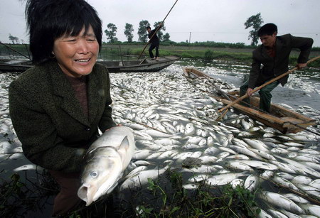 组图:杭州钱塘江附近鱼塘被污染鱼类死亡