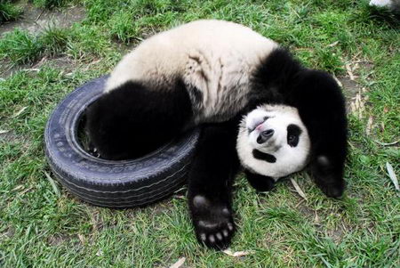 组图:大熊猫宝宝的幸福生活