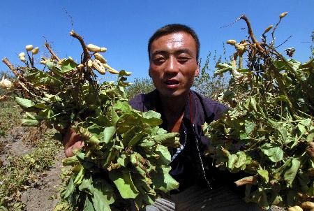 图文:农民包伟手拿因干旱枯死的花生