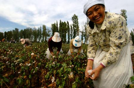 组图:重庆灾民在新疆摘棉花