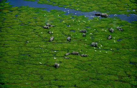 图文:动物.肯尼亚安博塞利国家公园