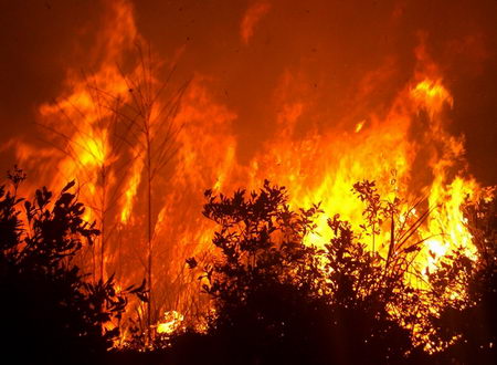 组图:贵州桐梓近千亩森林被大火烧毁