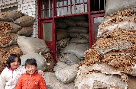 图文:[经济]甘肃庆阳:无序种植造成烟叶大量滞销