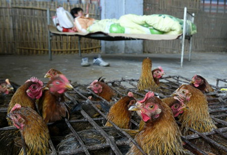 图文:禽流感影响下的上海鸡市_新闻中心_新浪