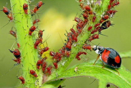 图文:花班瓢虫被红色蚜虫们赶出了领地