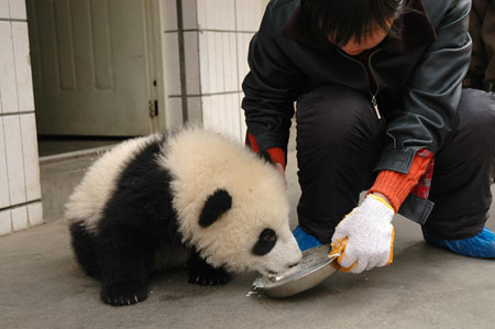 组图：6号大熊猫宝宝进食