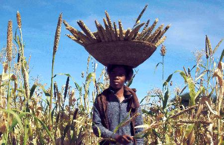 图文:乡村女子在纳米比亚伦杜附近收割庄稼