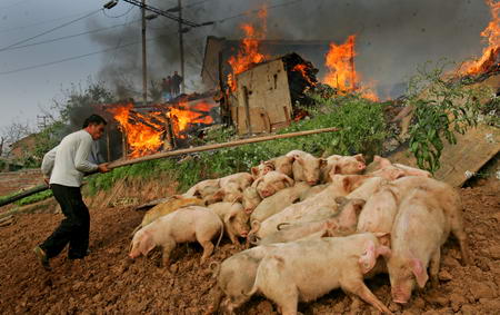 组图:重庆市一家养猪场失火