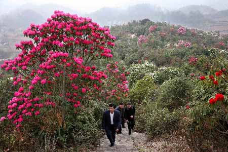 组图:贵州毕节杜鹃花吸引众多游客