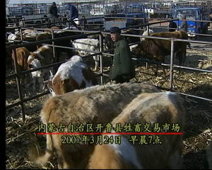 CCTV-7《致富经》:为了养牛办酒厂(组图)