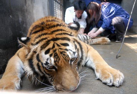 图文:长沙动物园给老虎脚趾做手术