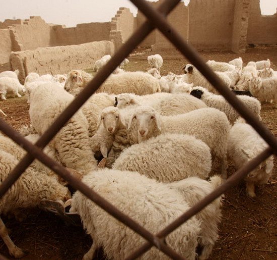 图文:沙漠吞噬了草原羊儿只能圈养了