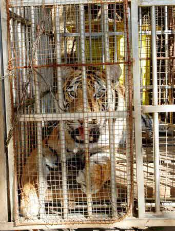 一个老虎被关在笼子里猜成语_被关在笼子里的老虎