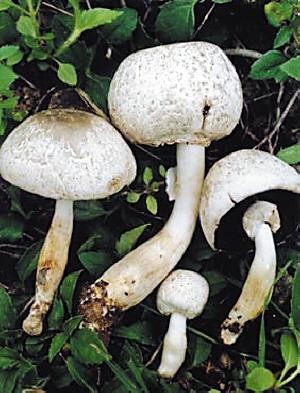 教你辨认21种常见毒蘑菇
