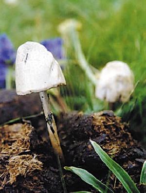 教你辨认21种常见毒蘑菇
