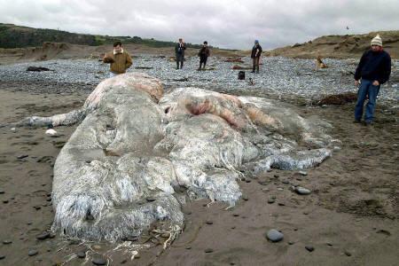 极度深寒不是科幻?+智利海滩疑现巨型章鱼(