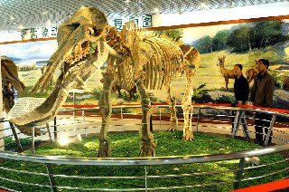 和政古动物化石博物馆开馆(图)