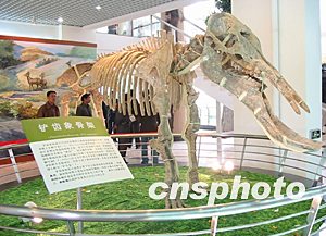 图:中国首座古脊椎动物化石博物馆建成