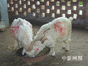 组图:中国西北农林科技大学中的克隆羊