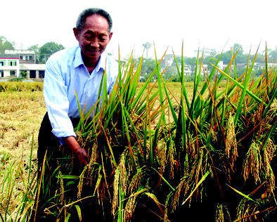 超级杂交水稻亩产807公斤(图)