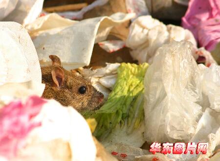 老鼠在肮脏的垃圾堆上旁若无人地寻找"美食.
