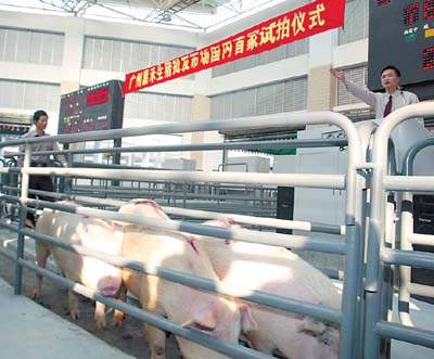 岁末广州嘉禾生猪批发市场开始国内首次生猪试