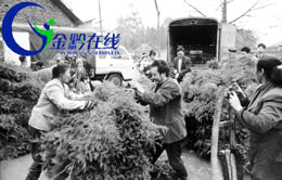 六枝县城人口_六枝特区
