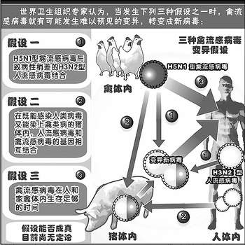 H5N1型禽流感病毒变异的三种假设(图)