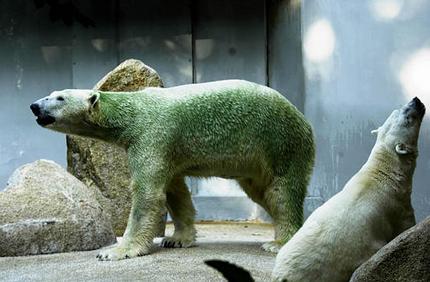 新加坡天气太湿热 动物园北极熊长绿毛(图)