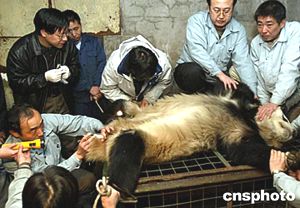 图文:北京动物园大熊猫吉妮接受人工受精