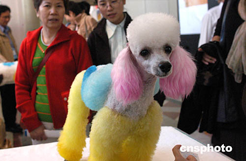 北京举办宠物用品展览会(图)