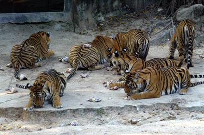 泰国23只老虎感染禽流感病毒死亡 另30只呈病