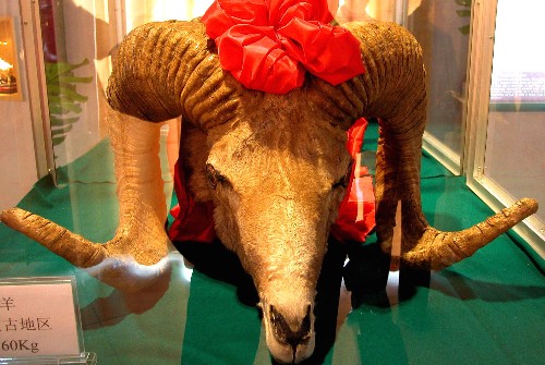 宁夏羊展览馆收集的原产于内蒙古地区的大型羊头标本