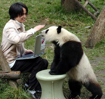 卧龙大熊猫自然保护区部署无线通信网络(组图
