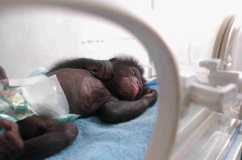 12月7日,穿着"尿不湿"的小黑猩猩在养育箱内睡觉.