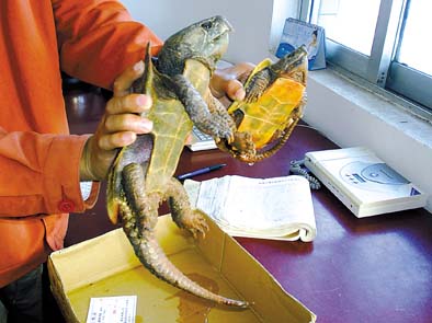 口一小区发现罕见长尾龟 专家称其为平胸龟(图
