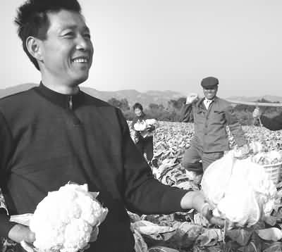 象山花椰菜走俏市场(图)