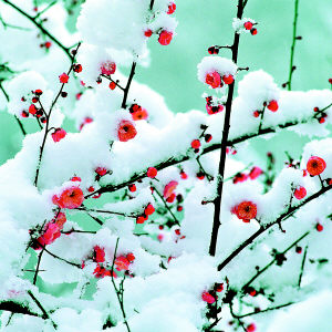 武汉东湖梅园呈现难得一见的梅花傲雪争春怒放的景观(图)