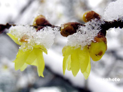 安徽淮北:瑞雪迎春 腊梅争俏(组图)