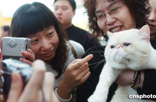 图:世界名猫荟萃北京城