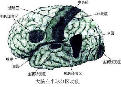 英语难之谜:国人大脑语言区与老外不同(图)