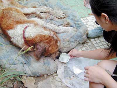 京城流浪宠物之现状--北京流浪宠物已超过百万