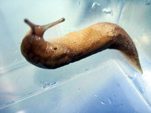 东方网4月15日消息:前天,一只无壳蜗牛在烟台市区住户家中被发现.